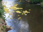 Duck Race 2